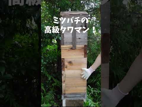 非常に優れた野生のミツバチ植物の植物リスト トピックス