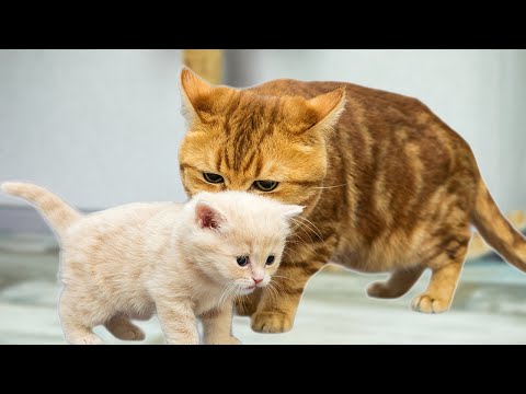 Why Do Cats Rub Against Objects?