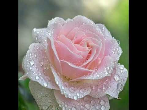 Ti me nisi voljela❤Klapa Puntamika, Zadar