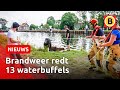 Waterbuffels ontsnappen uit wei en springen in | Omroep Brabant