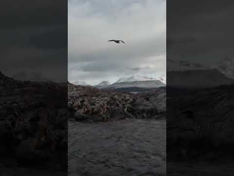 Sailing to the End of the World! | Lighthouse & Penguin Boat Tour in Ushuaia 🇦🇷