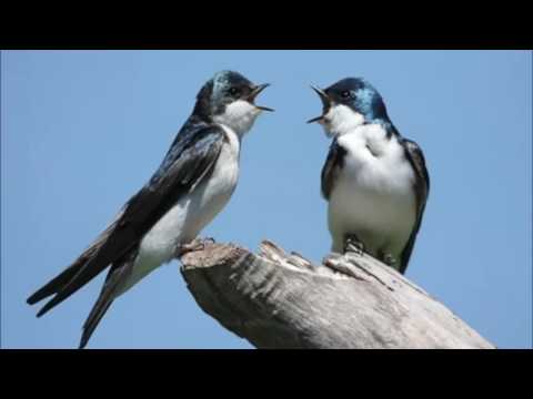 10- Le Rondinelle (Piccolo Coro dell'Antoniano) dall'album "Baby Zoo" 1990