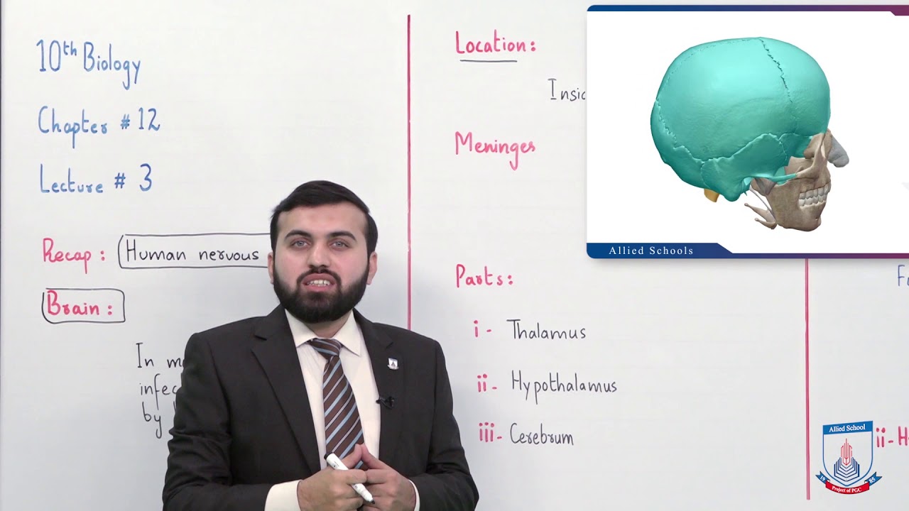 Class 10 - Biology - Chapter 12 - Lecture 3  CNS (Brain part 1) - Allied Schools