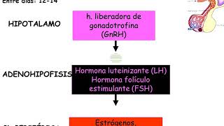 Eje hipotálamo-hipofisario - Digestivo, Renal y Endócrino