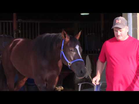 Hellabalou wins Adios (#1182 - Aug 8, 2021)