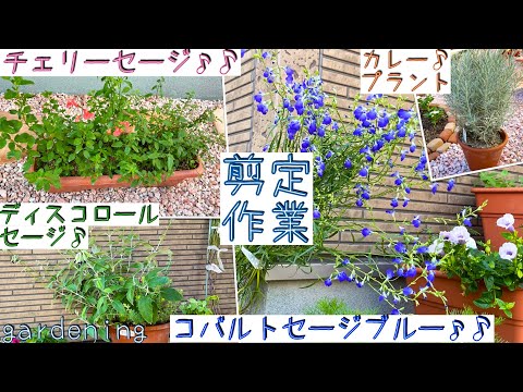 園芸 セージ by グラハム・ホット・リップス