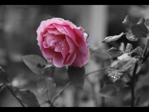 Ole - Lille rose ( Letzte Rose in unser'm Garten ) ( 1970 )