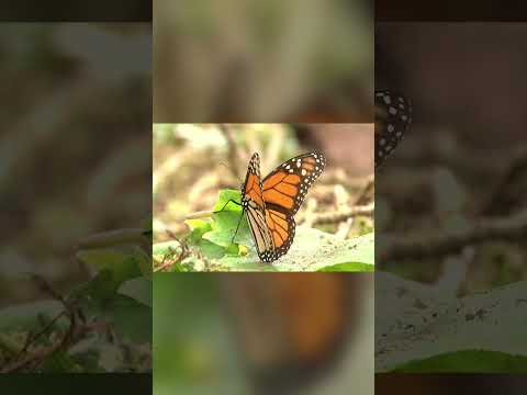 🦋 Una Mariposa Venenosa y Migrante: Así Sobrevive la Monarca! 🌞 #animals #naturaleza #fauna