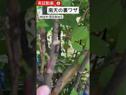 秋に剪定する果樹はどれ？庭師が教えるメンテナンス成功の秘訣！  庭園