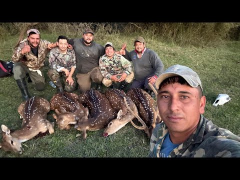 Caza de ciervos Axis en Corrientes #caza#cazadeciervos 