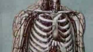 The Voltaires - (I Hate) Saturday Nights - Official Video