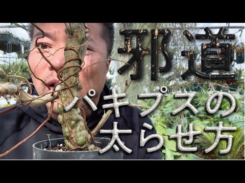 ピストンスパー 植物
