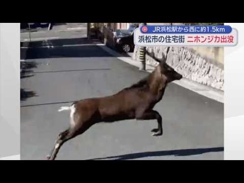 YouTube Video 浜松駅から1.5kmほどの住宅街にニホンジカ　体長1メートルの成獣か　「近づいたり追いかけたりしないで」