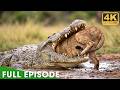 Ultimate Predators Full Episode World S Deadliest Nature Animal Documentary