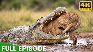 Download lagu Ultimate Predators (Full Episode) | World's Deadliest | Nature Animal Documentary mp3 Download lagu Ultimate Predators (Full Episode) | World's Deadliest | Nature Animal Documentary mp3