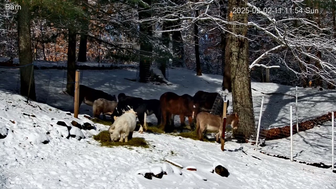 Goldy's  Paddocks  Rescues   1048am  to 1130am 222025