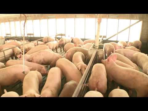 Hog Production at Smithfield Foods