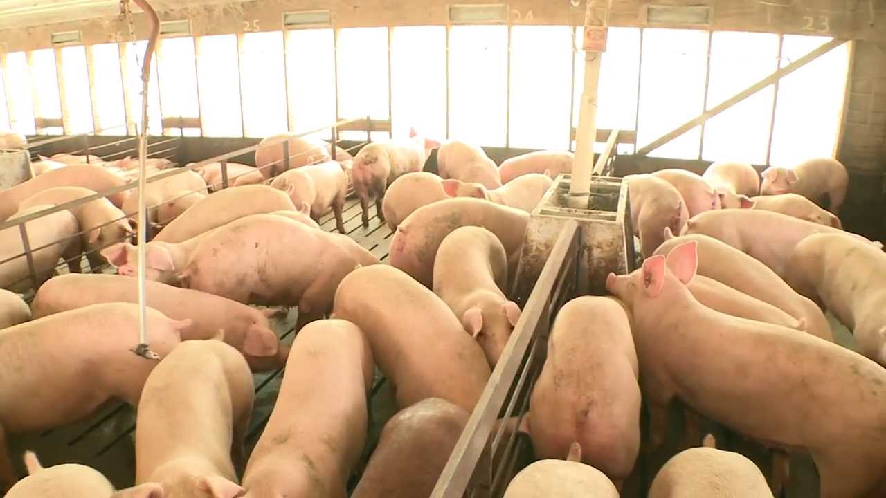 Hog Production at Smithfield Foods