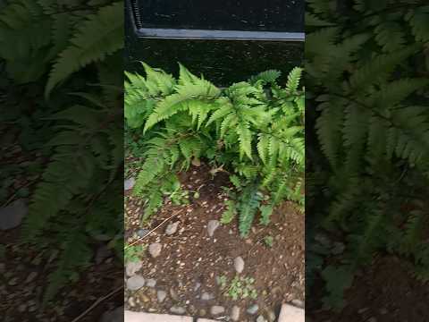 シダを室内に取り込む時期はいつ？簡単にメンテナンスするにはどうすればよいでしょうか?  庭園