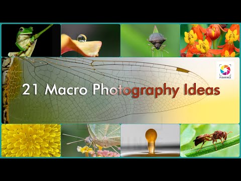 21 Macro Photography Ideas