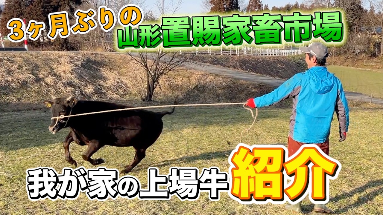 3月の家畜市場に出荷する牛の紹介です