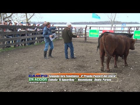 Angus - 4ª Prueba Pastoril del Litoral - Ricardo Orazi