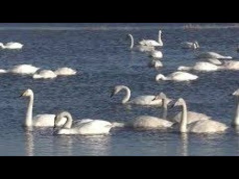 Labuť spevavá (Cygnus cygnus) — Whooper Swan honking, hlasné trúbiace volania kŕdľa