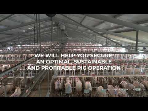 𝐃𝐚𝐧𝐢𝐬𝐡 𝐏𝐢𝐠 𝐏𝐫𝐨𝐣𝐞𝐜𝐭 𝐈𝐧𝐬𝐭𝐢𝐭𝐮𝐭𝐞