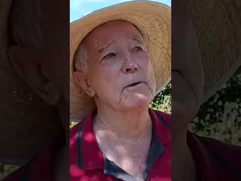 Uma experiência única: colher caqui direto do pé em Arroio Trinta - SC