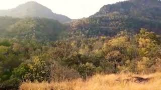 preview picture of video 'Chutkideo at Satpura tiger reserve'