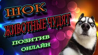 Приколы 2018. Лучшие приколы с животными и детьми которые Вы наверняка не видели. Видео приколы