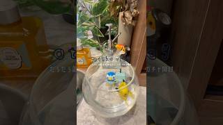 #shorts オタク女子のゆるモーニングvlog #オタクの日常 #社会人の日常 #オタクvlog #モーニングルーティン #朝活 #ガチャガチャ #ポケモン #日常vlog #あつ森 #開封動画