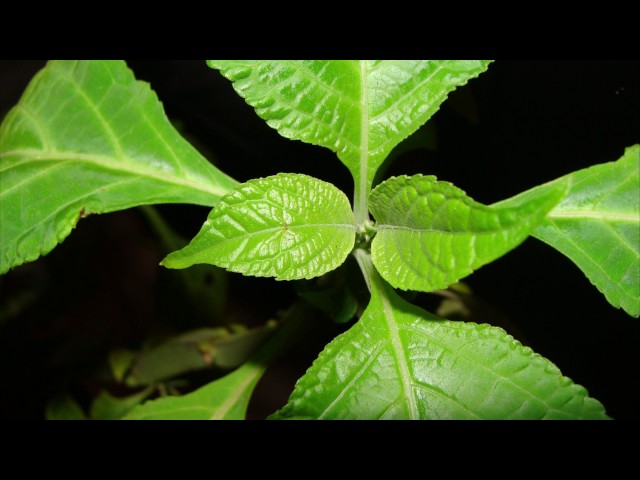 Video Pronunciation of Salvia divinorum in English Video Pronunciation of Salvia divinorum in English