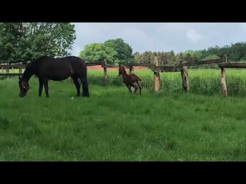 Zu Verkaufen/ For Sale Hengstfohlen geb.12.05.2022              Vaderland x Spörcken x Rotspon