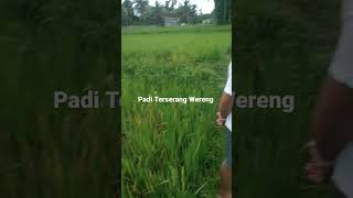 Download lagu Nyata Beda! Padi Terserang Wereng dan Tidak Di Satu Hamparan #PenggunaAgenHayati mp3 Download lagu Nyata Beda! Padi Terserang Wereng dan Tidak Di Satu Hamparan #PenggunaAgenHayati mp3