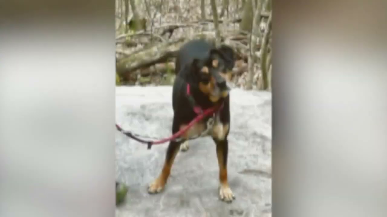 Enlarge Paddy, a ADOPTABLE Mixed Breed in Shippenville, PA video 6/6