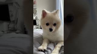 ねみねみまるす #shorts  #ポメラニアン #いぬ #犬のいる暮らし
