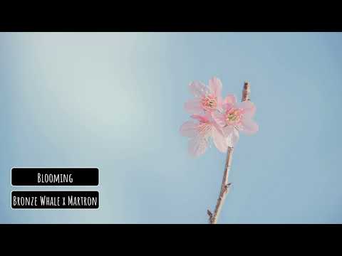 Bronze Whale x Martron - Blooming