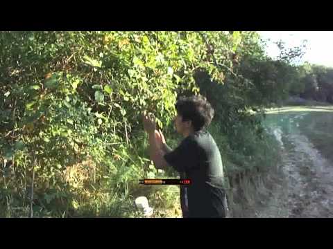 Herb Gathering - Valea Lunga