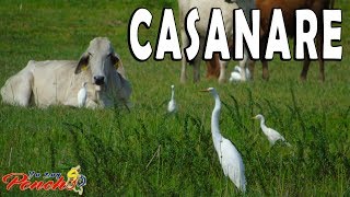 preview picture of video 'Yopal, Casanare - La Fortuna [HD] || Video #1- Nos fuimos de Pajareo'