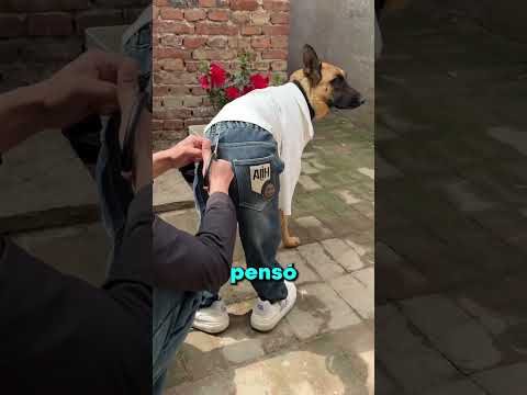 Deja al pobre perro niño 👀