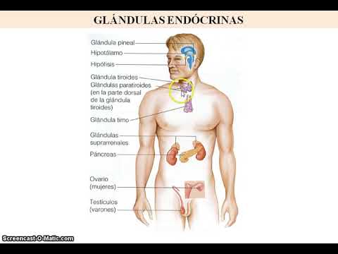 Vídeo: O sistema endócrino