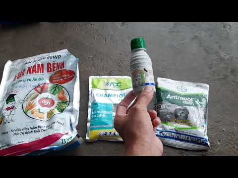 Phòng và trị bệnh mai vàng  mùa mưa tháng 7 Âl