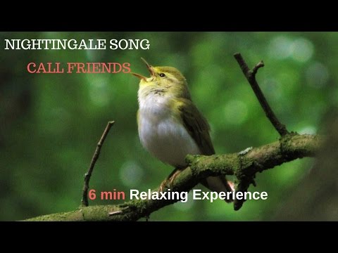 Best nightingale song - Nightingale song call friends