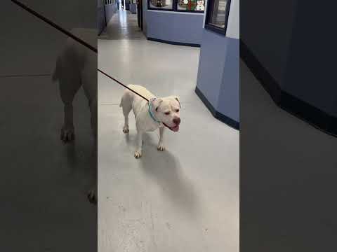 Hank, an adoptable American Bulldog & Pit Bull Terrier Mix in Yonkers, NY_image-1