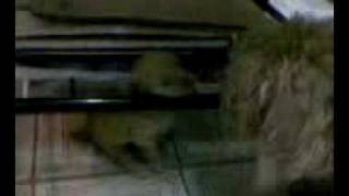 Download lagu little Logan mp3 Download lagu little Logan mp3