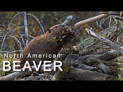 Bobor kanadský (Castor canadensis) — staviteľ mokradí