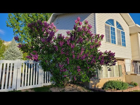 YouTube video about About Lilac Trees