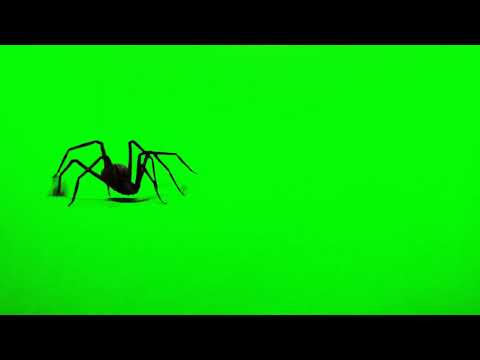 ataque ARAÑA pantalla verde 🕷️🕸️ spider green screen