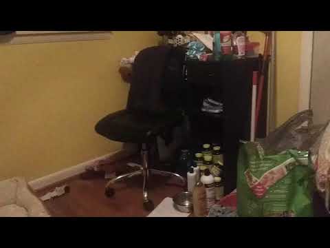 Mally with her kitty's and her cute mommy cat